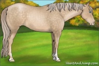 Horse Color:Chocolate Palomino Pearl Sabino 