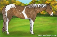 Horse Color:Chocolate Palomino Sabino Tobiano