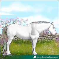 Horse Color:Nacre Brown Appaloosa 