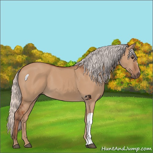 Horse Color:Silver Bay Dun 