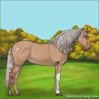 Horse Color:Silver Bay Dun 