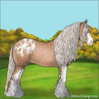 Horse Color:Silver Brown Pearl Sabino Appaloosa 