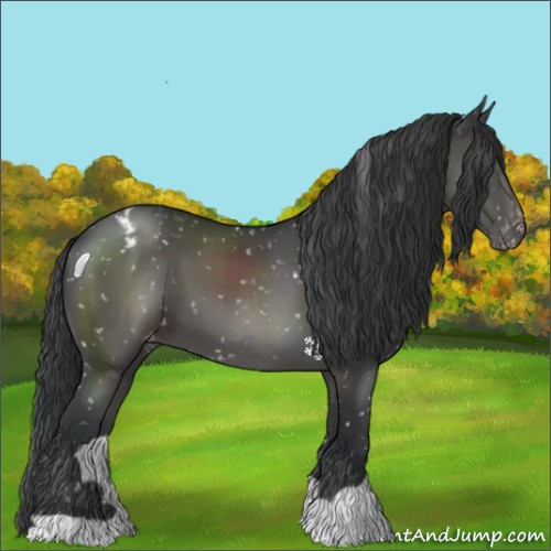Horse Color:Black Appaloosa 