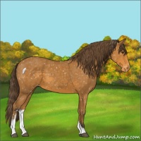 Horse Color:Buckskin Sabino Appaloosa 