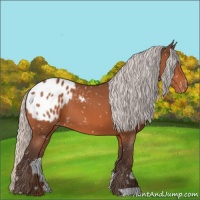 Horse Color:Silver Bay Appaloosa 