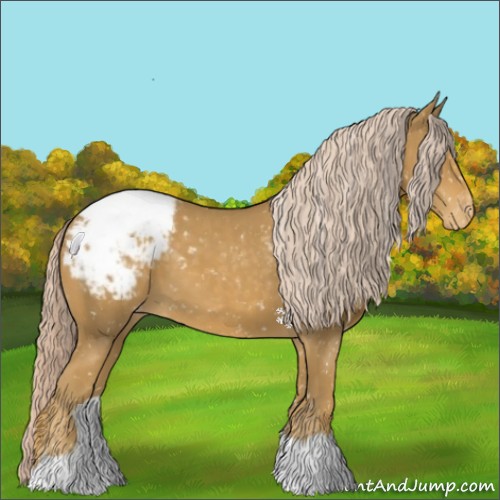 Horse Color:Palomino Appaloosa 