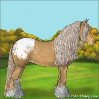 Horse Color:Palomino Appaloosa 
