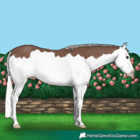 Horse Color:Silver Black Splash 