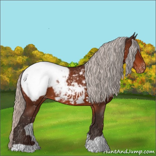 Horse Color:Silver Brown Appaloosa 