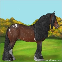 Horse Color:Bay Snowflake Varnish 