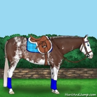 Horse Color:White Spotted Silver Bay Splash Rabicano