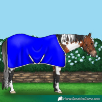 Horse Color:White Spotted Brown 