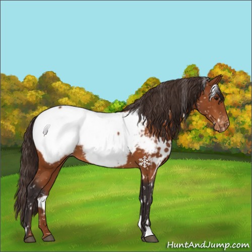 Horse Color:White Spotted Buckskin Appaloosa 