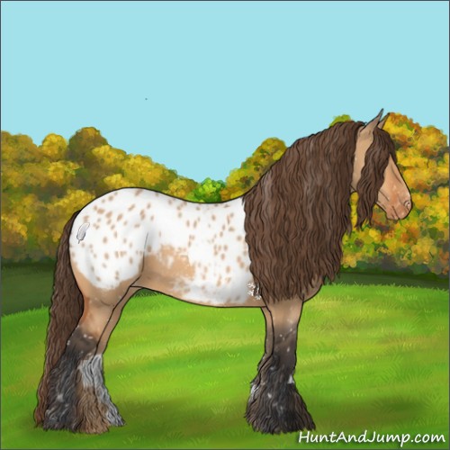 Horse Color:Bay Dun Appaloosa 