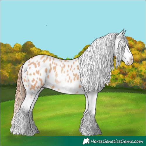 Horse Color:White Spotted Amber Champagne Appaloosa 