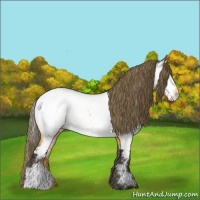 Horse Color:Buckskin Appaloosa 
