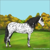 Horse Color:Black Appaloosa 