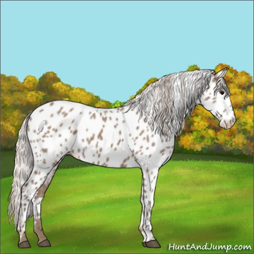 Horse Color:Silver Grullo Appaloosa 