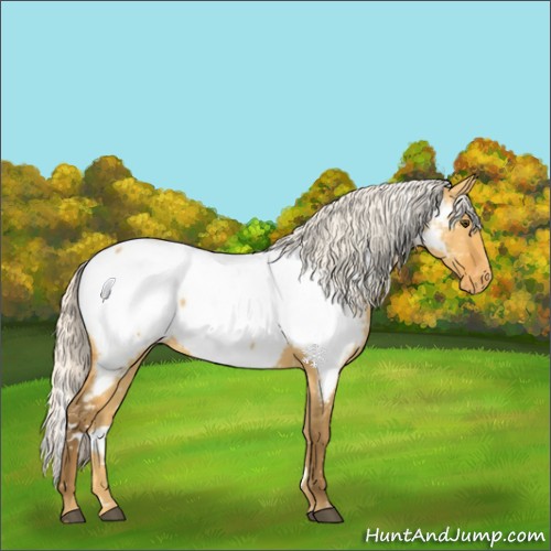 Horse Color:White Spotted Silver Buckskin Dun Appaloosa 