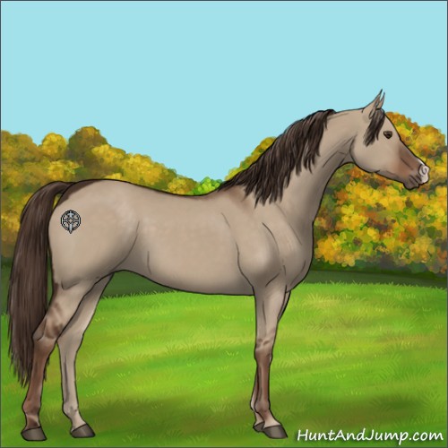 Horse Color:Liver Red Dun 