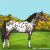 Horse Color:Bay Dun Appaloosa Rabicano 