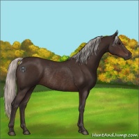 Horse Color:Silver Brown Rabicano 