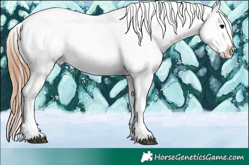 Horse Color:White Spotted Black Appaloosa 