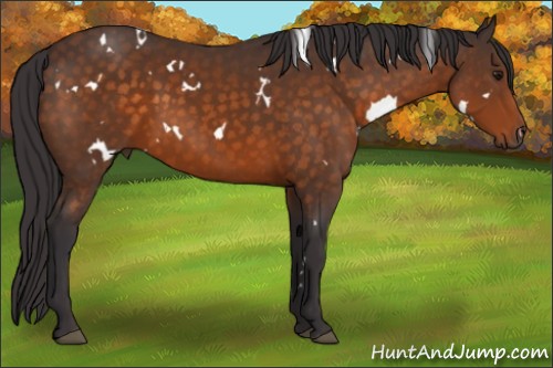 Horse Color:White Spotted Buckskin