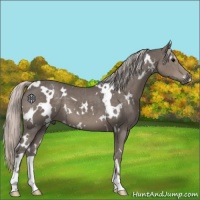Horse Color:White Spotted Silver Black 