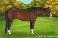 Horse Color:Brown Splash 