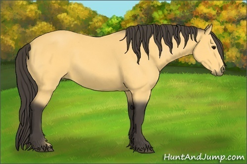 Horse Color:Buckskin 
