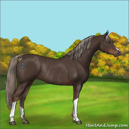 Horse Color:Liver Chestnut Rabicano