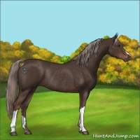 Horse Color:Liver Chestnut Rabicano 