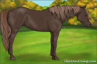 Horse Color:Liver Chestnut Rabicano 