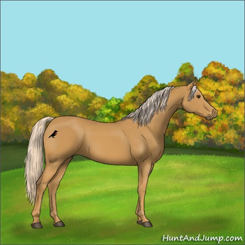 Horse Color:Palomino