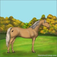 Horse Color:Palomino 