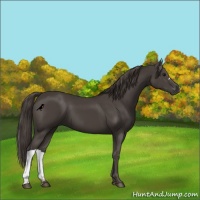 Horse Color:Smoky Black