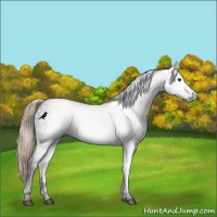 Horse Color:Gray Liver Chestnut Rabicano 