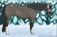 Horse Color:Grullo
