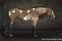 Horse Color:Gray Liver Red Dun Sabino Splash Appaloosa  and Gray Liver Red Dun Sabino Splash 
