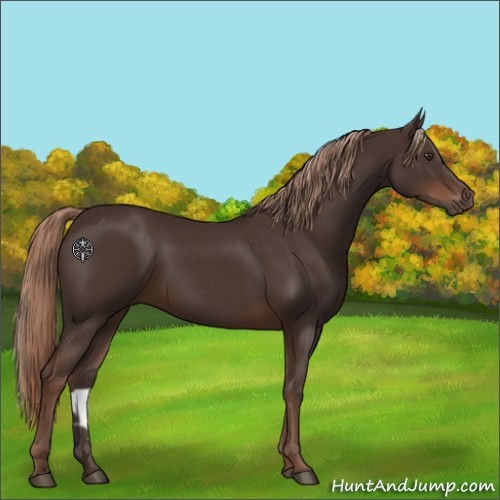 Horse Color:Liver Chestnut Rabicano 