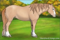 Horse Color:Gold Champagne Splash 