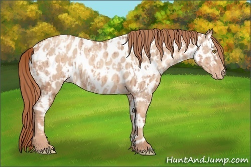 Horse Color:Gold Champagne Near Leopard and Gold Champagne Dun Near Leopard