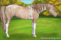 Horse Color:Chocolate Palomino Pearl Tobiano  and Liver Chestnut Pearl Tobiano 