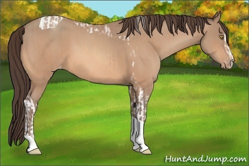 Horse Color:Amber Champagne Sabino Tobiano Varnish and Amber Champagne Sabino Tobiano Varnish