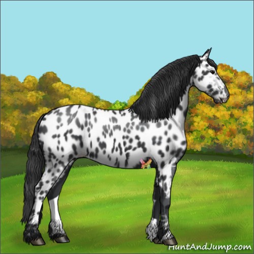 Horse Color:Black Appaloosa