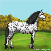 Horse Color:Black Appaloosa 