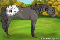 Horse Color:Grullo Appaloosa 