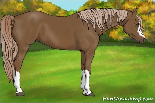Horse Color:Chocolate Palomino 