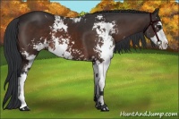 Horse Color:Brown Sabino